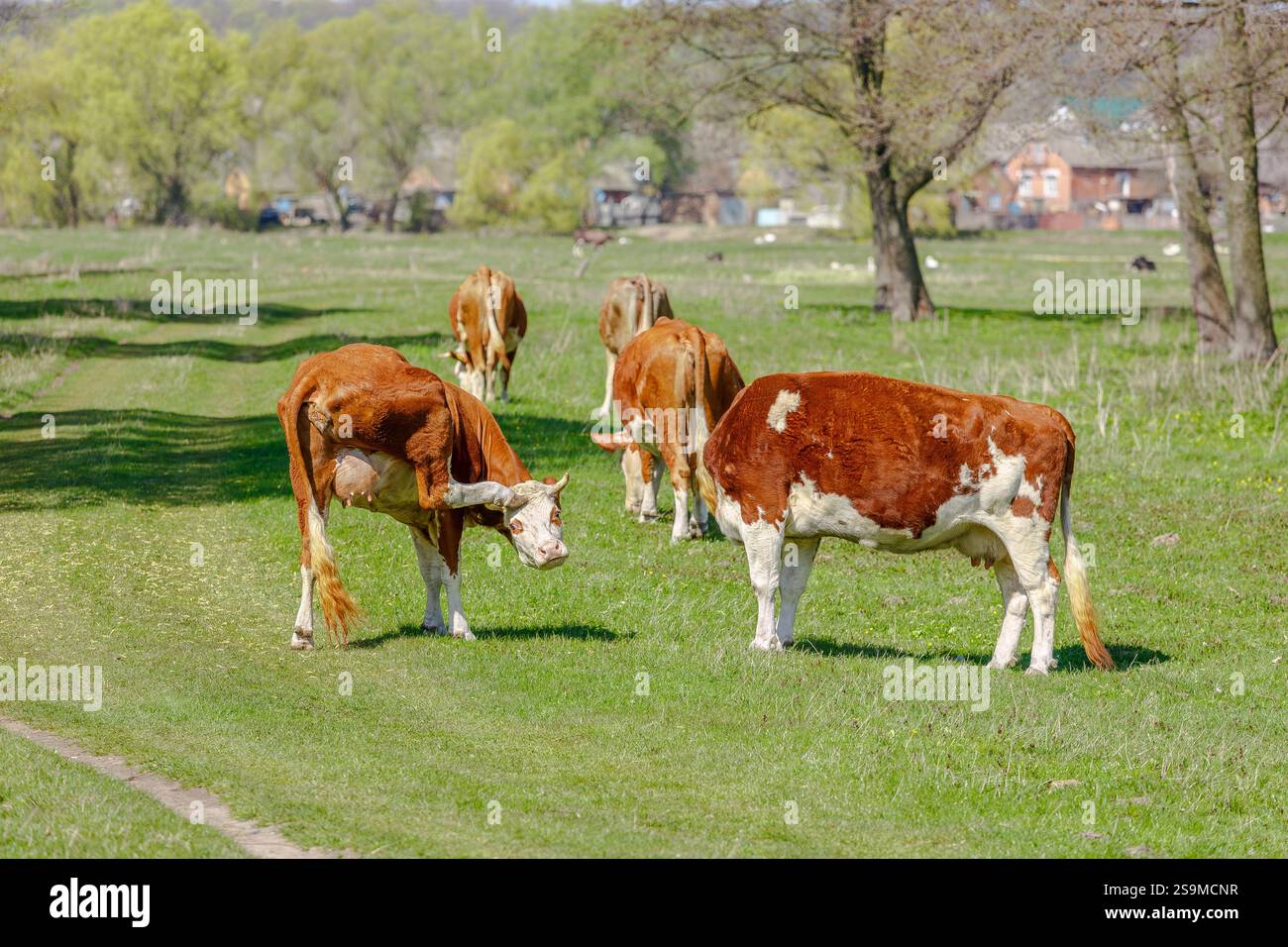 Brown and white cows grazing and interacting on green pasture in ...
