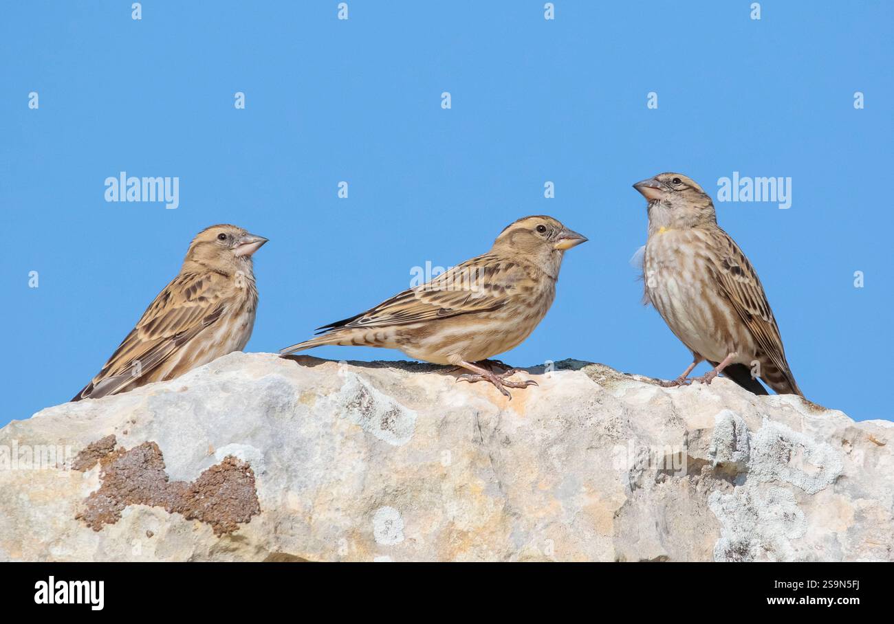 Rock Flocks Rock Sparrow (Petronia petronia) is a sparrow living in high rocks ...