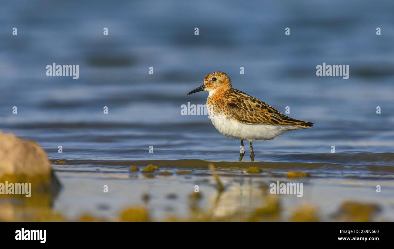 Little Stint (Calidris minuta) is is a wetland bird that lives in the ...