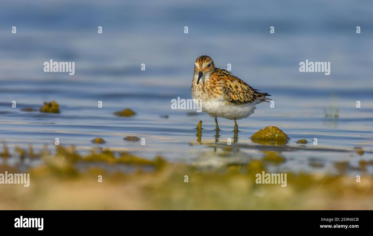Little Stint (Calidris minuta) is is a wetland bird that lives in the ...