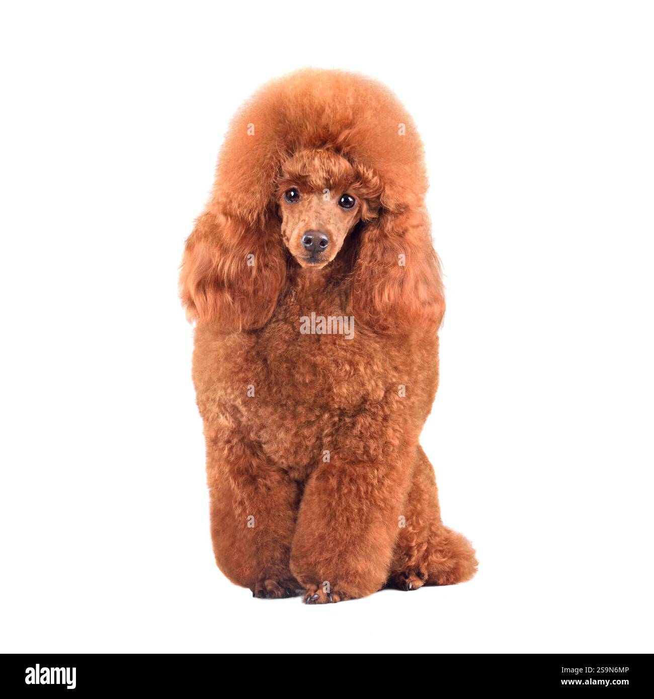 Sitting cute poodle dog isilated on white background Stock Photo - Alamy