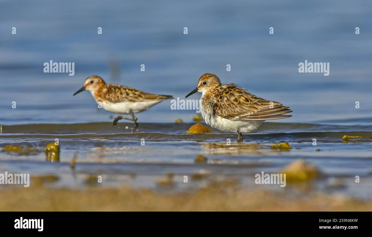 Little Stint (Calidris minuta) is is a wetland bird that lives in the ...
