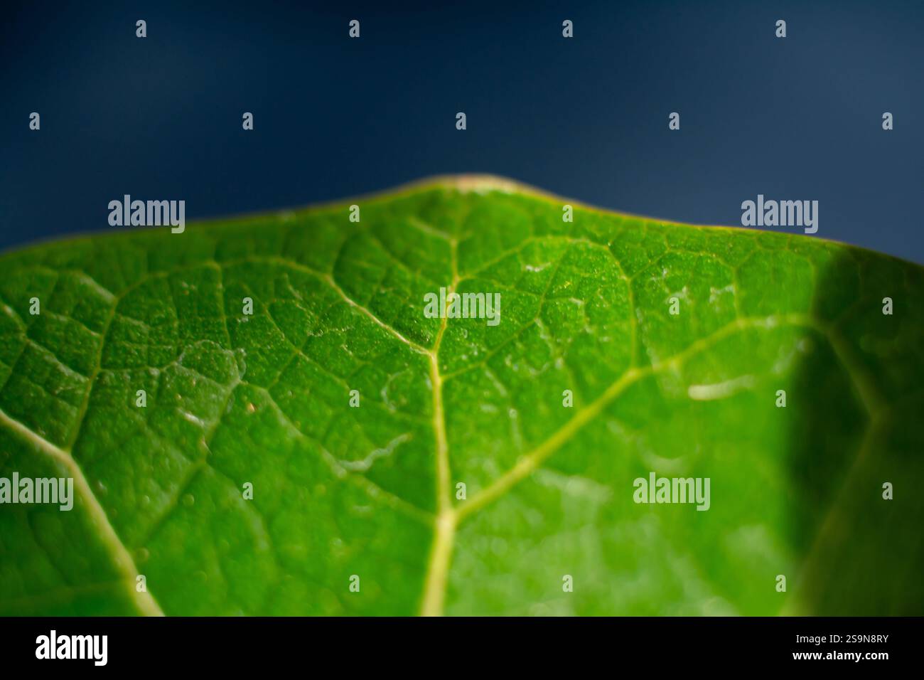 closeup of bright green leaf with deep blue background Stock Photo
