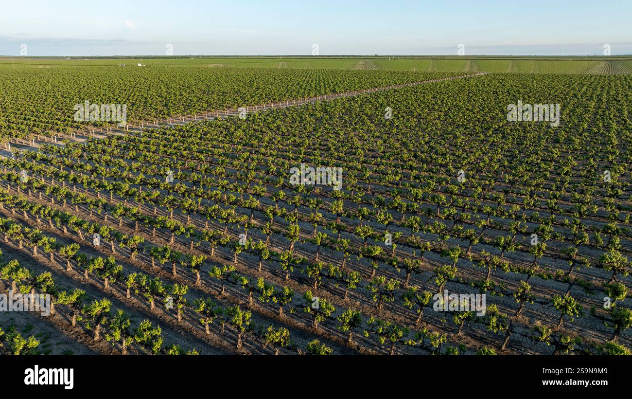 Grapevine. View Aerial view of grapevines in California at golden hour sunset Stock ...