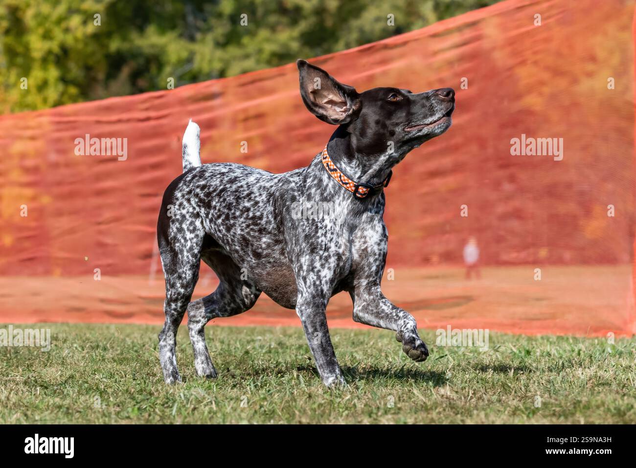 German Shorthaired Pointer Running Lure Course Sprint Dog Sport Stock Photo