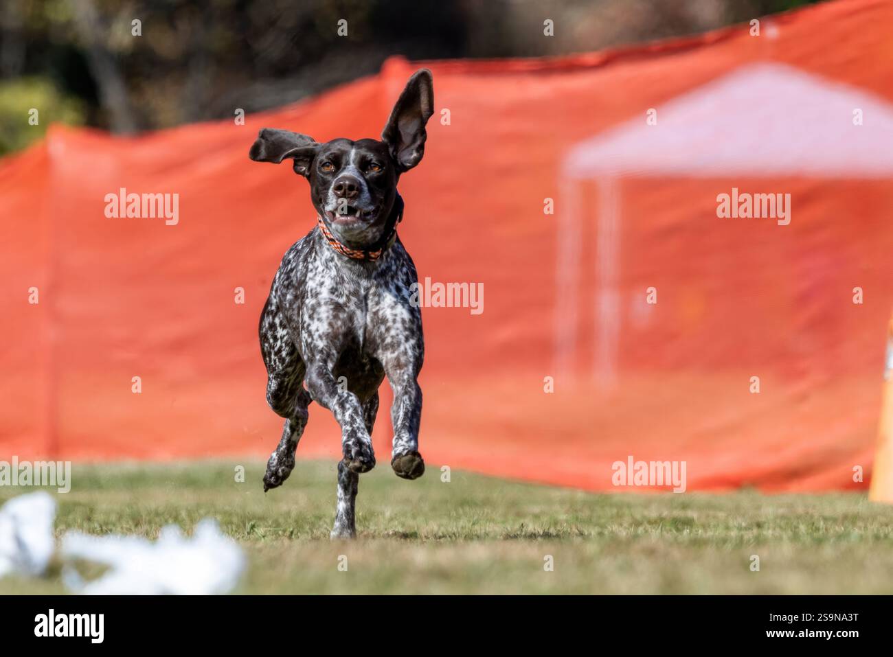 German Shorthaired Pointer Running Lure Course Sprint Dog Sport Stock Photo