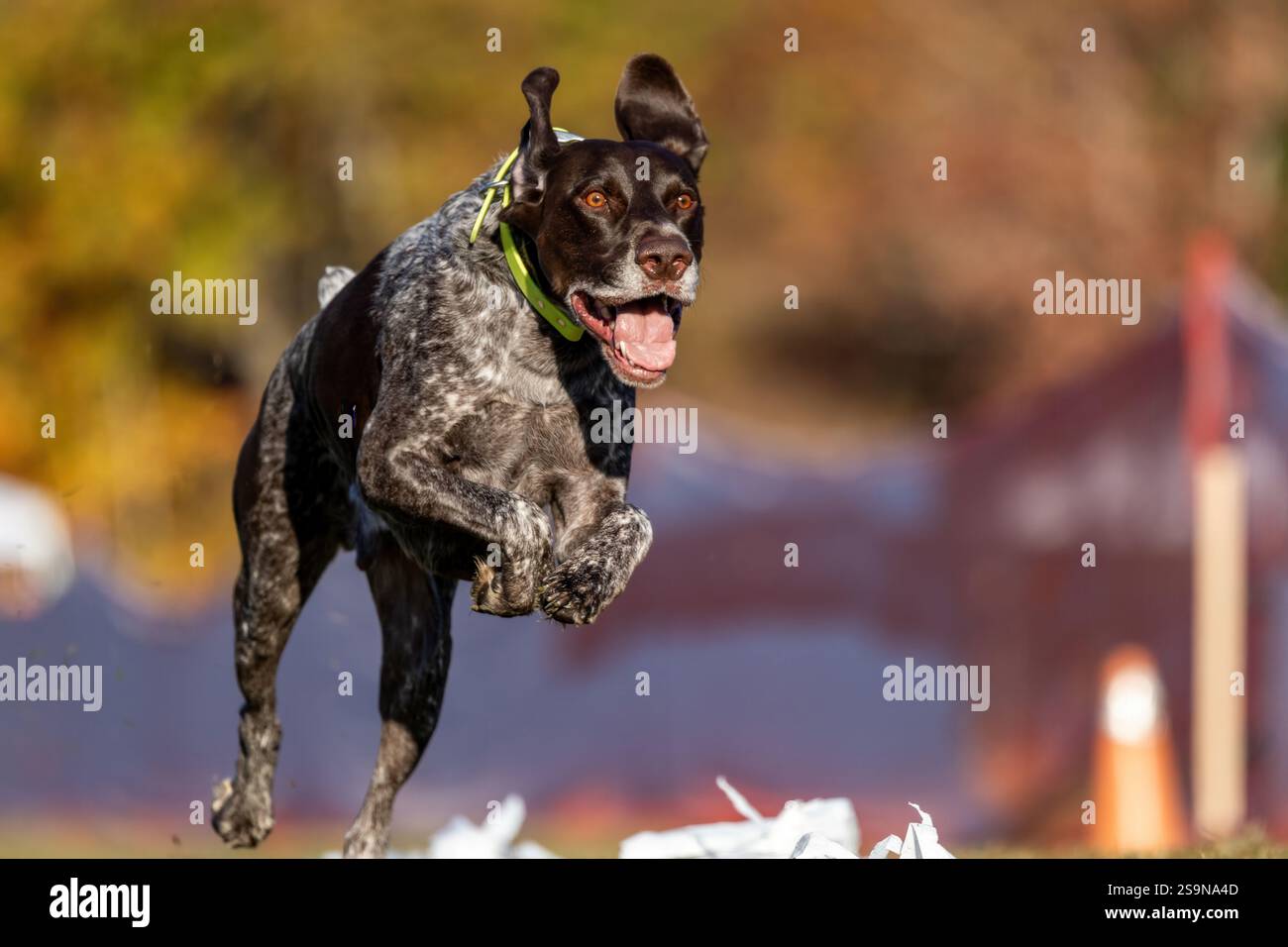 German Shorthaired Pointer Running Lure Course Sprint Dog Sport Stock Photo