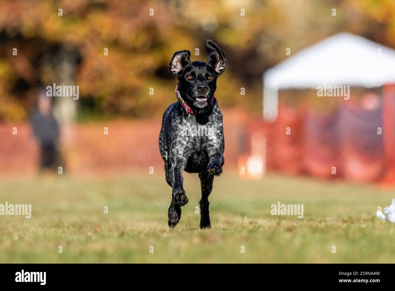 German Shorthaired Pointer Running Lure Course Sprint Dog Sport Stock Photo