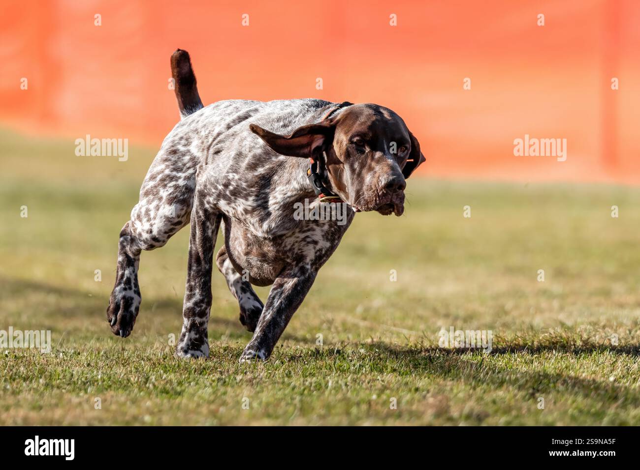German Shorthaired Pointer Running Lure Course Sprint Dog Sport Stock Photo