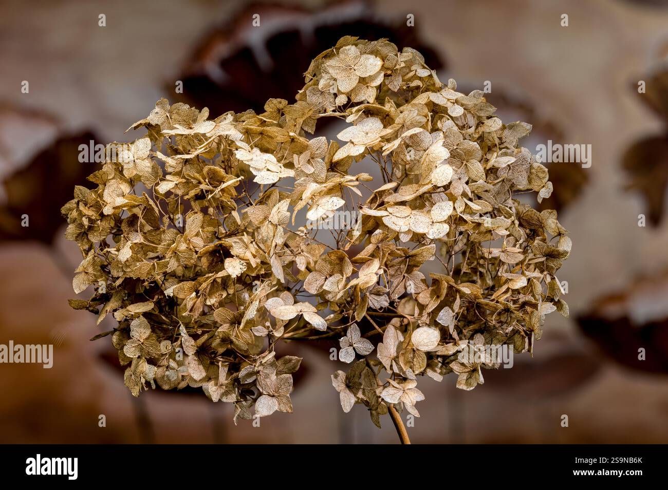 Dried Hydrangea Flower Close-Up photo Stock Photo