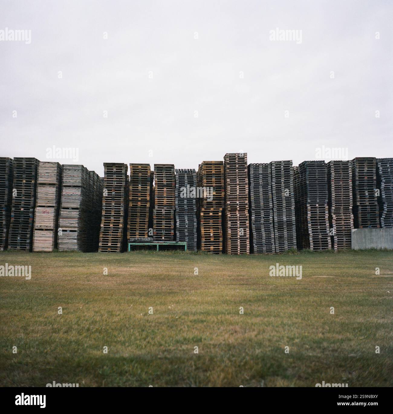Large stacks and rows of old colored pallets on grass field Stock Photo