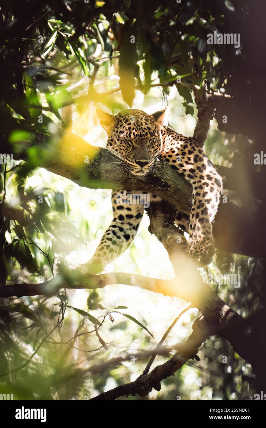 Leopard sleeping on tree in hi-res stock photography and images - Alamy
