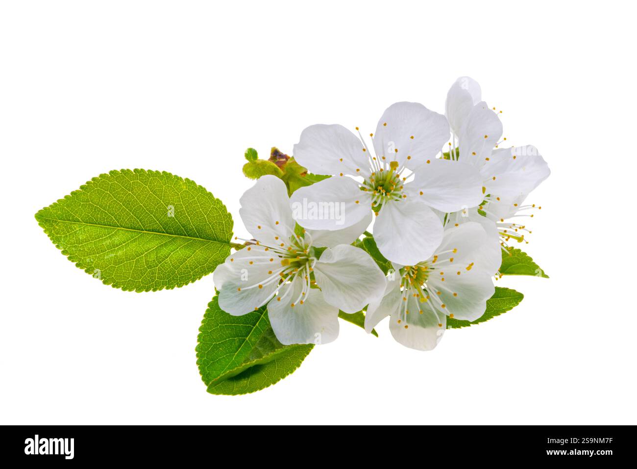 cherry blossoms isolated on white background Stock Photo - Alamy