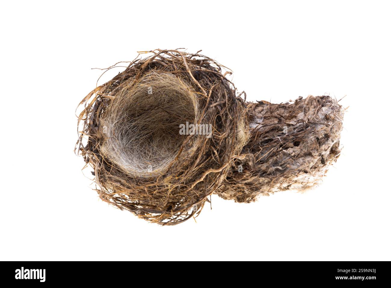 bird nest isolated on white background Stock Photo - Alamy