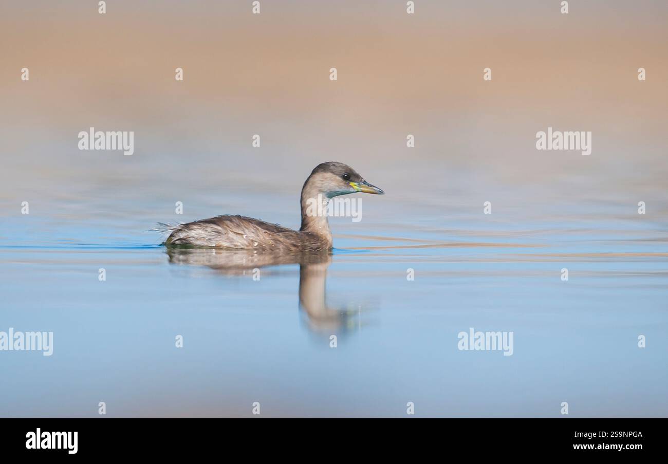 Little Grebe (Tachybaptus ruficollis) is lives in suitable wetlands in ...