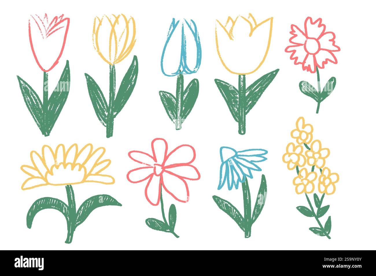 Flowers crayon drawn set. Spring tulip, daisy, chamomile and marguerite ...