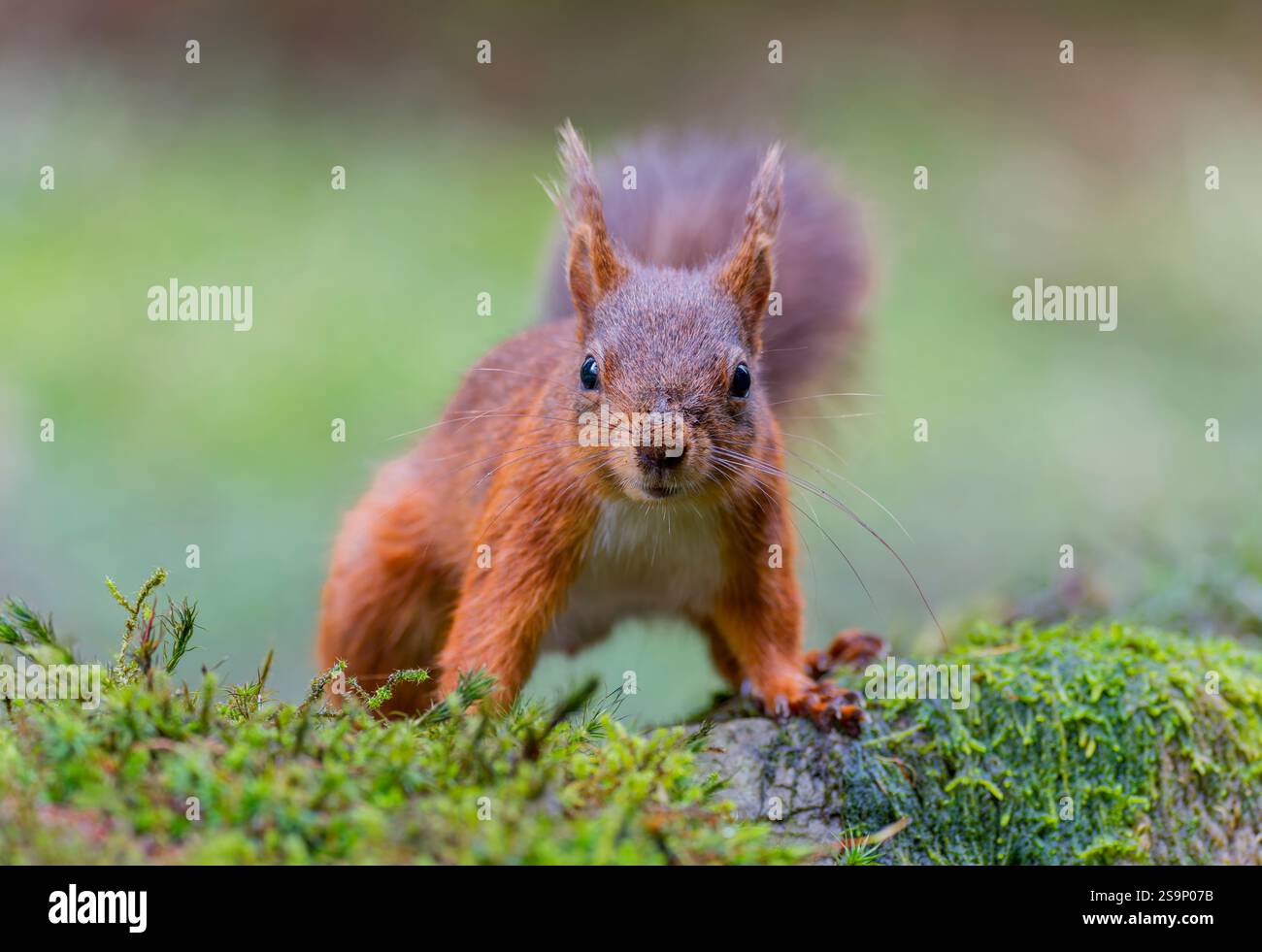 An inquisitive Red Squirrel, (Sciurus vulgaris), standing on a rock and looking directly towards the camera and showing it's distinctive tufted ears Stock Photo