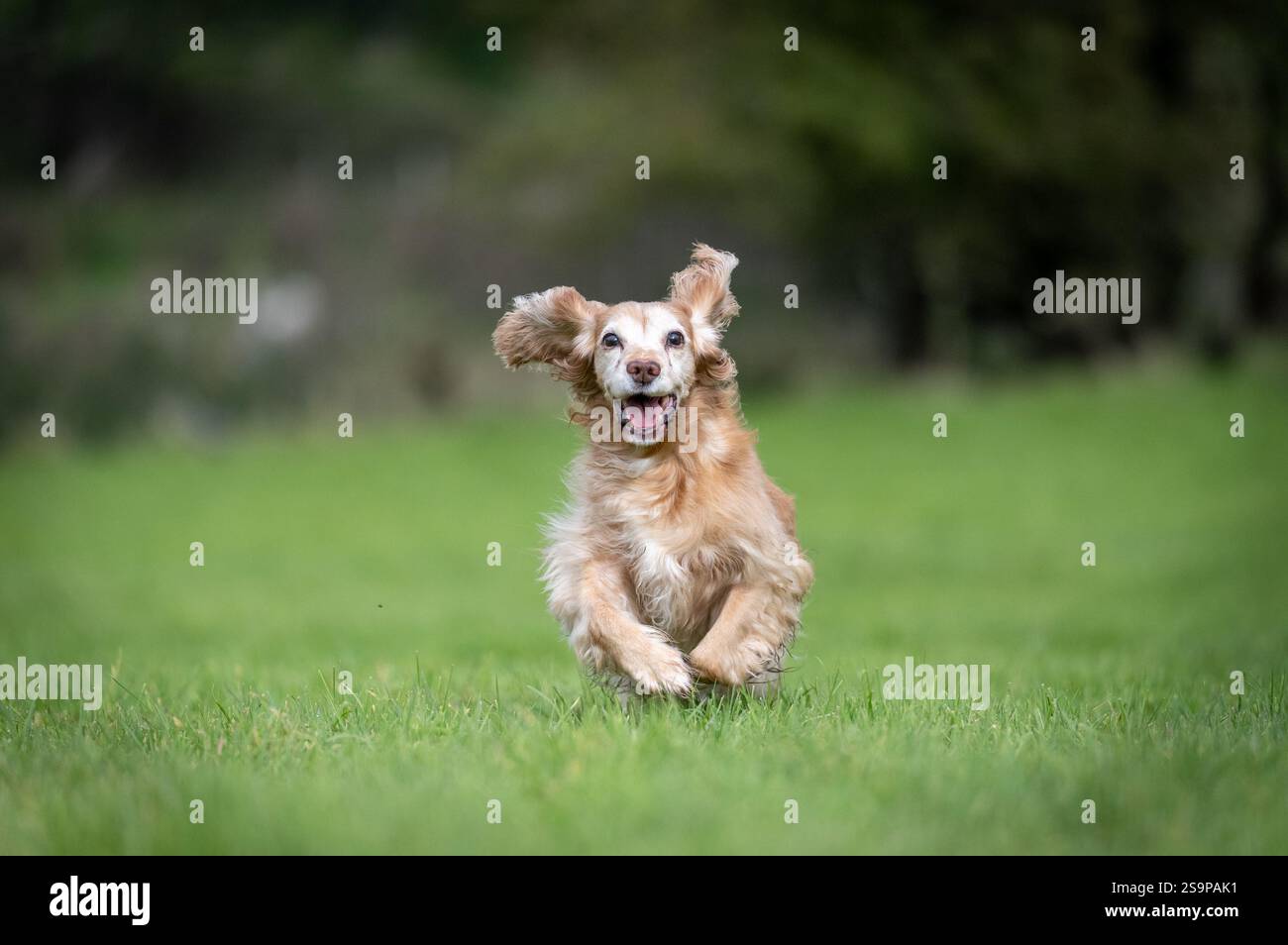 Cocker spaniel playing in a grassy field in summer Stock Photo