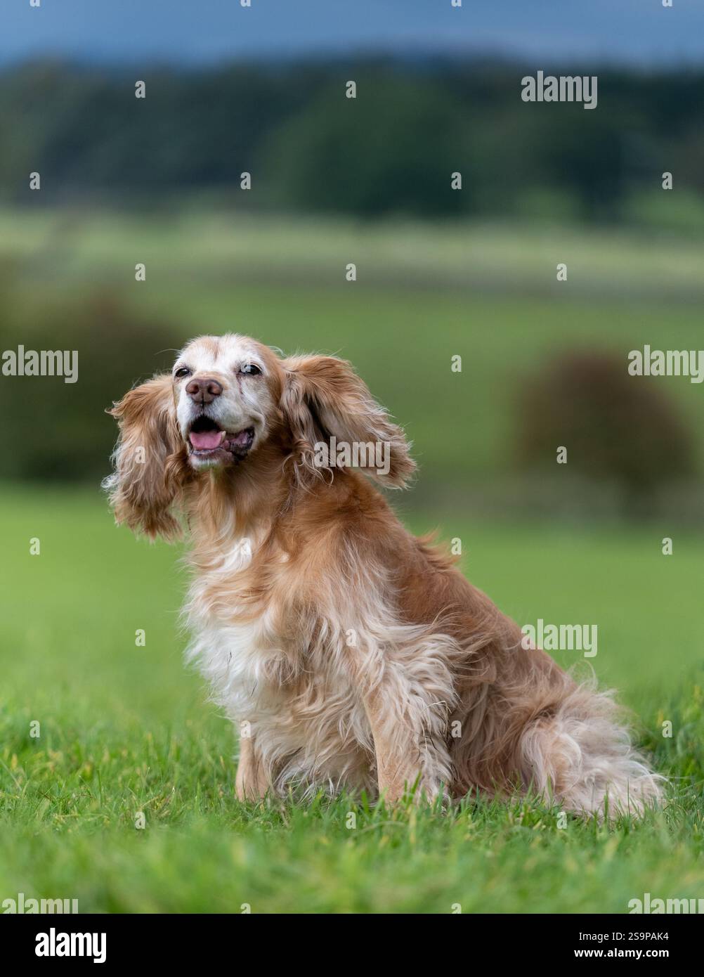 Cocker spaniel playing in a grassy field in summer Stock Photo