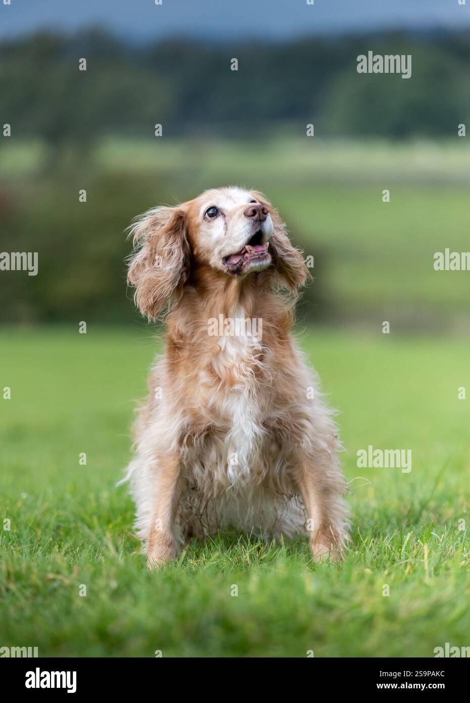 Cocker spaniel playing in a grassy field in summer Stock Photo
