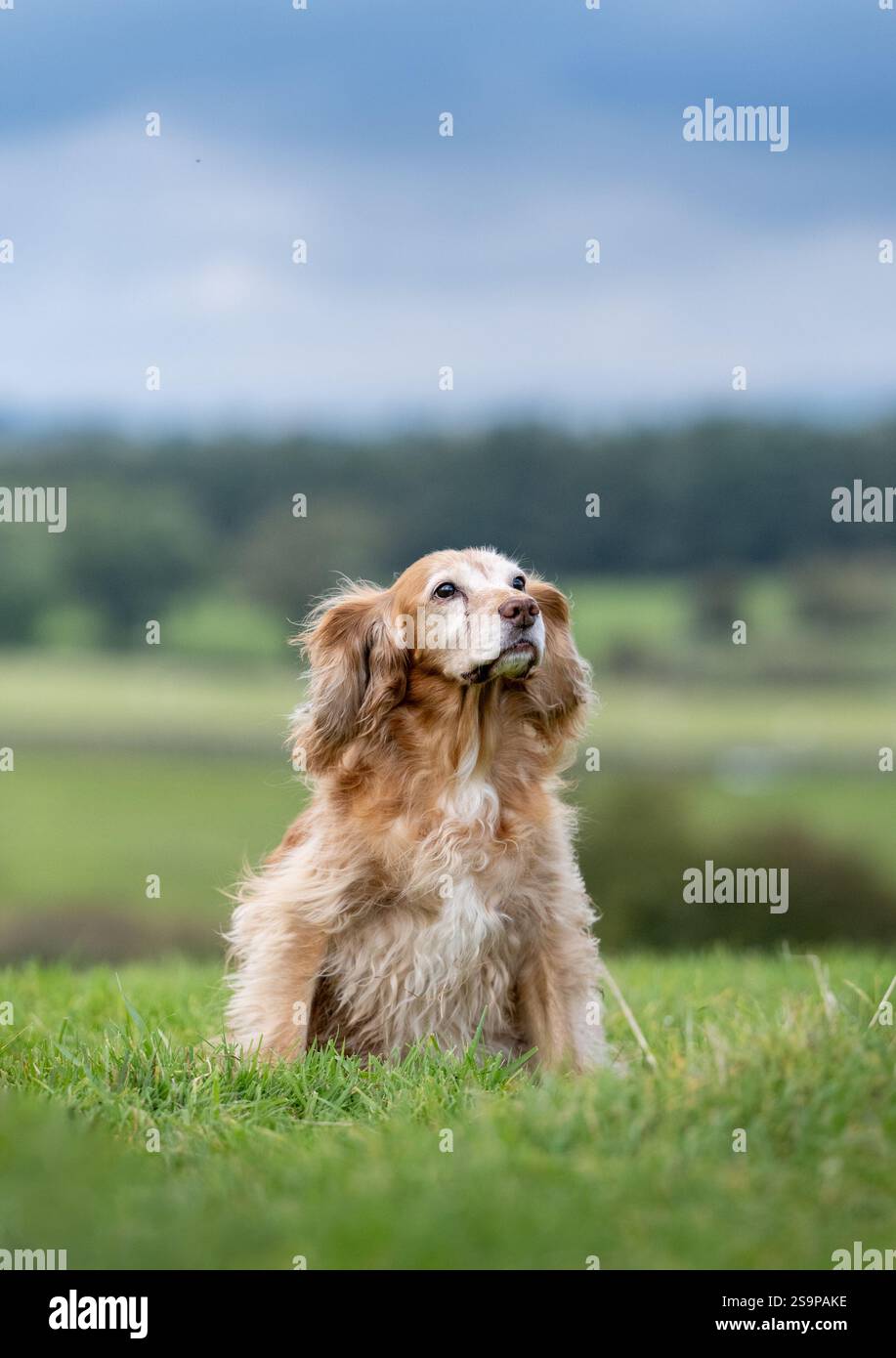 Cocker spaniel playing in a grassy field in summer Stock Photo