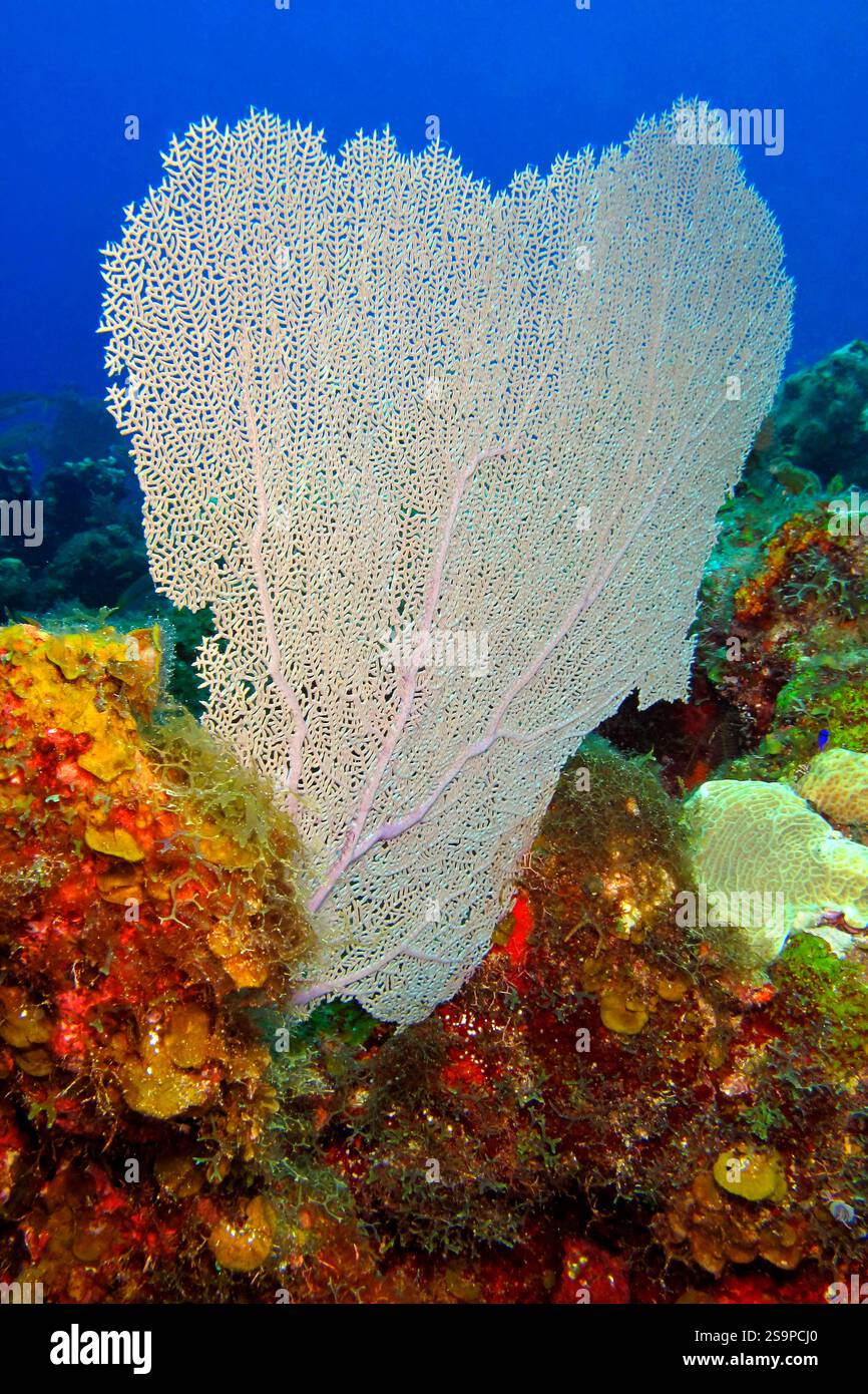 Giant Gorgonian, Sea Fan, Coral Reef, Caribbean Sea, Isla de la Juventud, Cuba, América Stock Photo