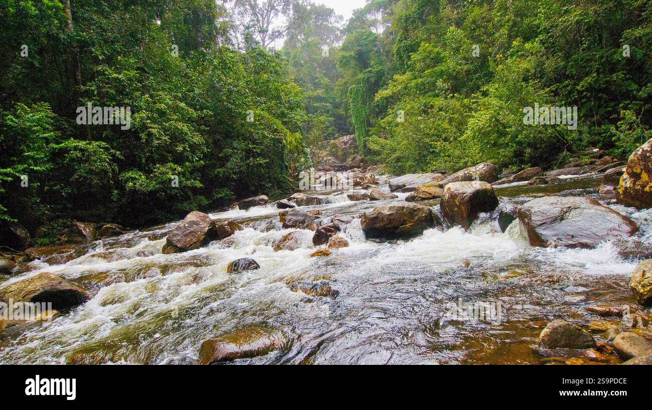 Sinha Raje Forest River, Sinharaja National Park Rain Forest, Sinharaja Forest ...