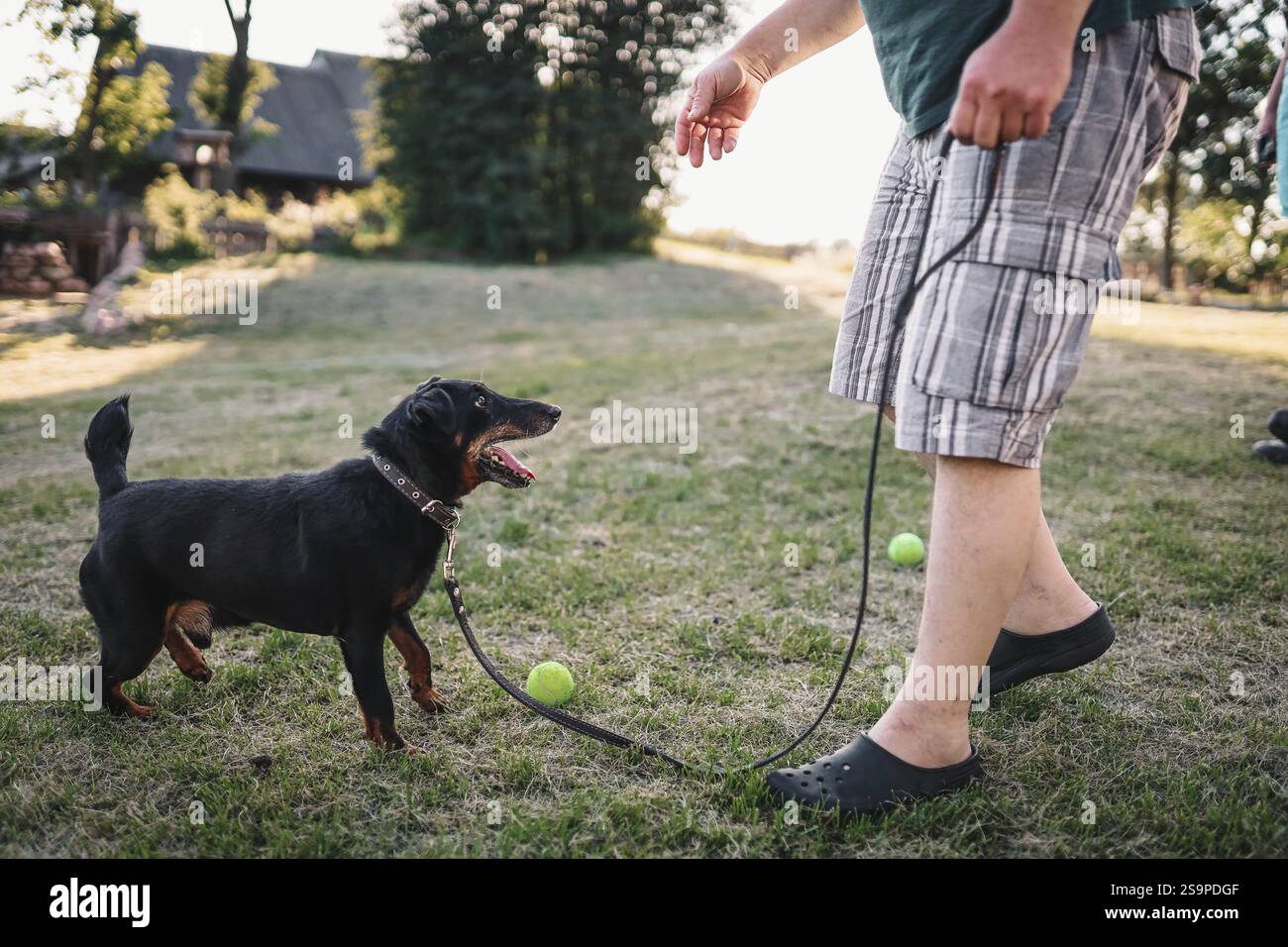 A person playing with a black dog and tennis ball in a sunny park Stock ...
