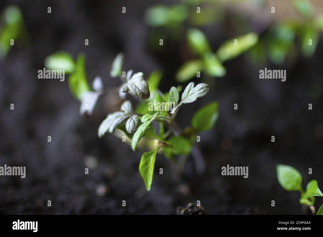 A small seedling with green leaves emerging from dark soil Stock Photo ...