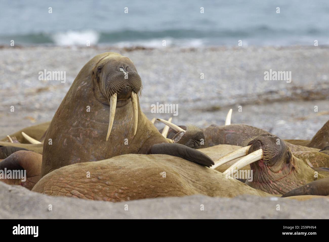 Walrus, (Odobenus rosmarus), (Trichechus rosmarus), animals, mammals ...