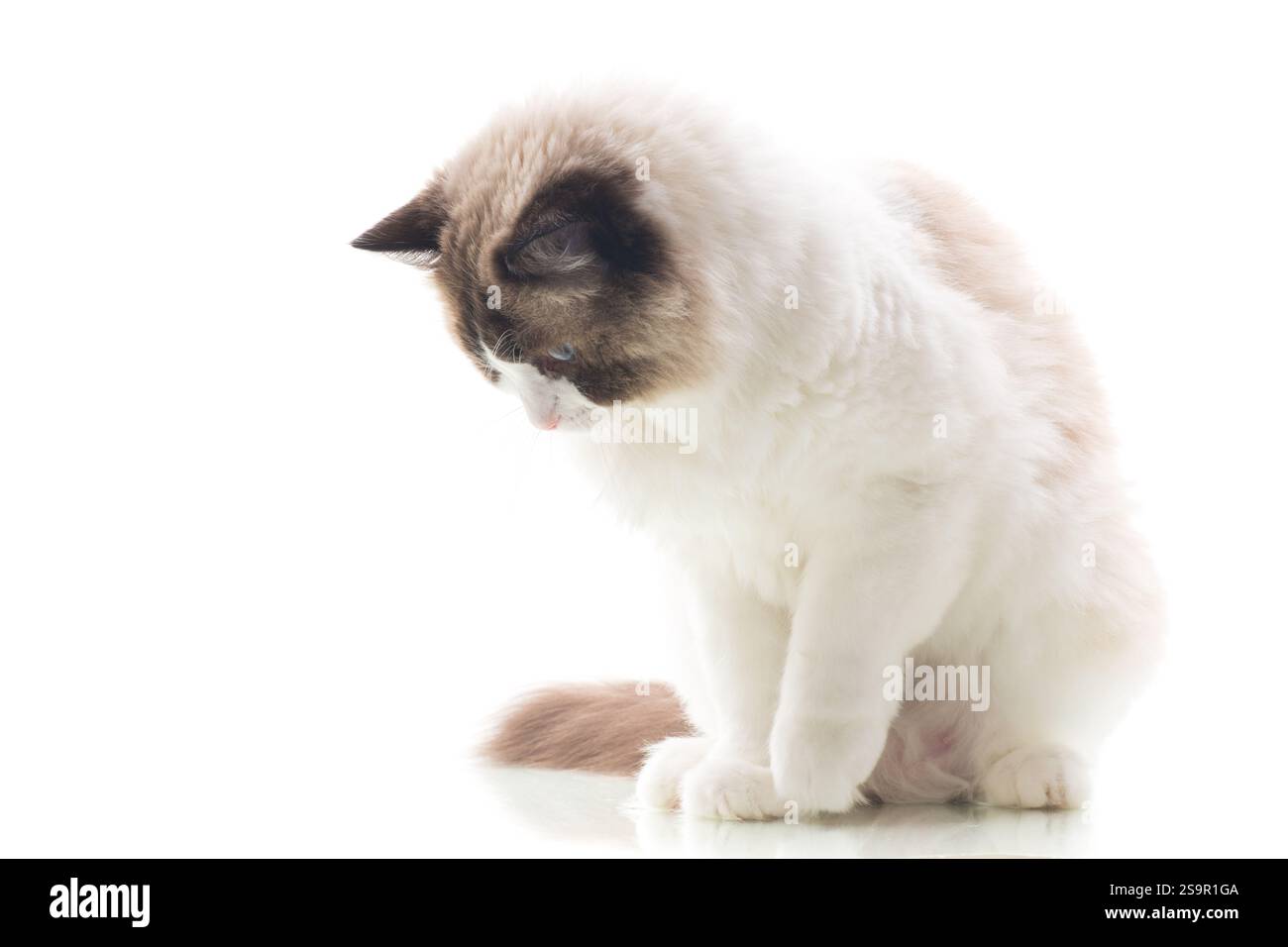 Domestic beloved cat. Bright-eyed Ragdoll pet, isolated on white ...