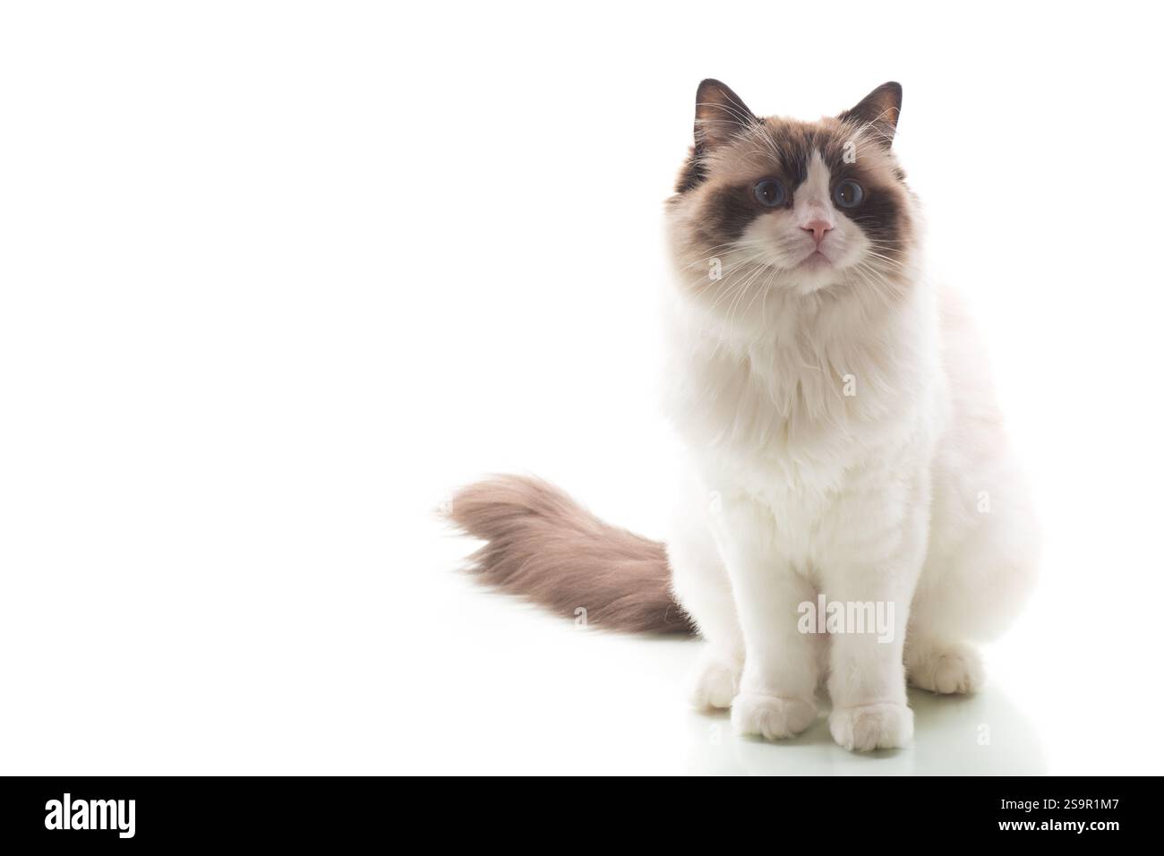 Bright-eyed Ragdoll pet, isolated on white background Stock Photo - Alamy
