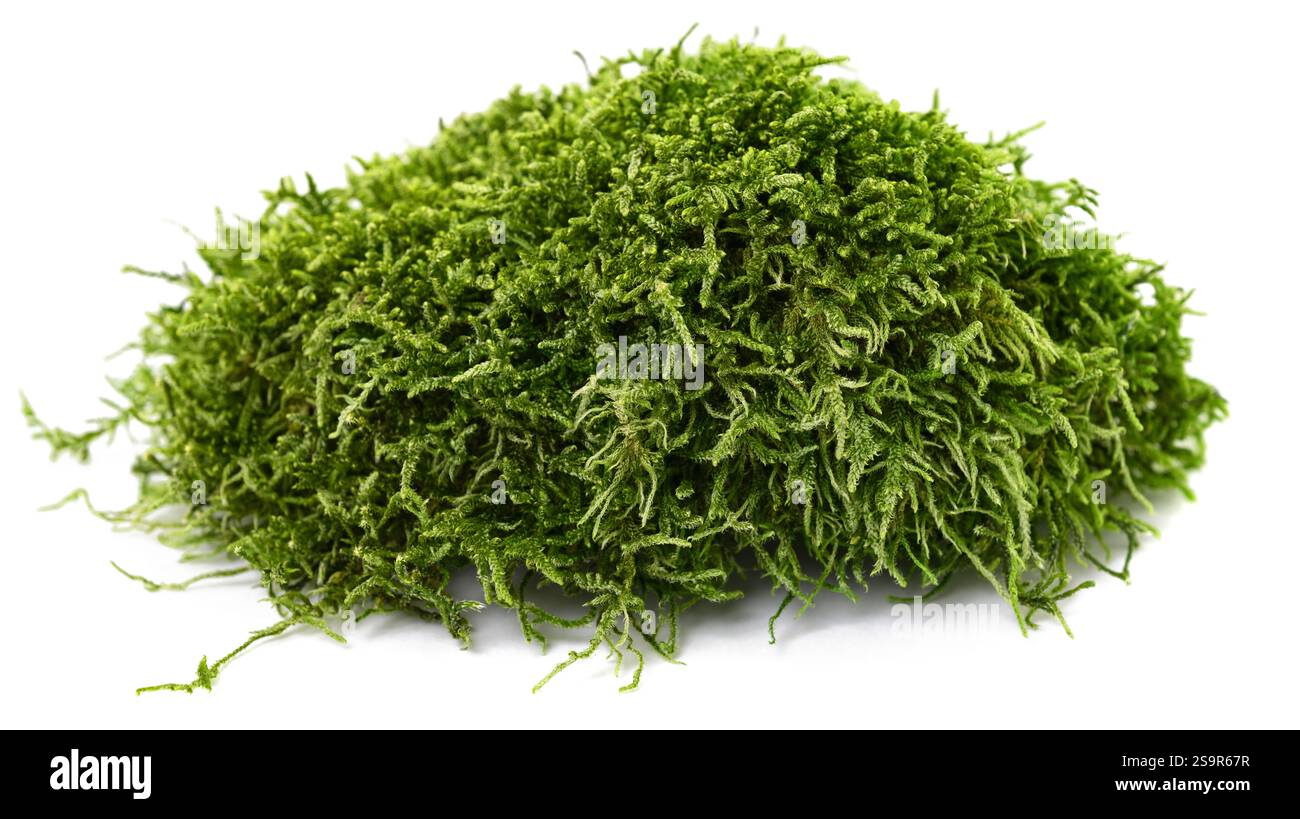 Green moss isolated on white background Stock Photo