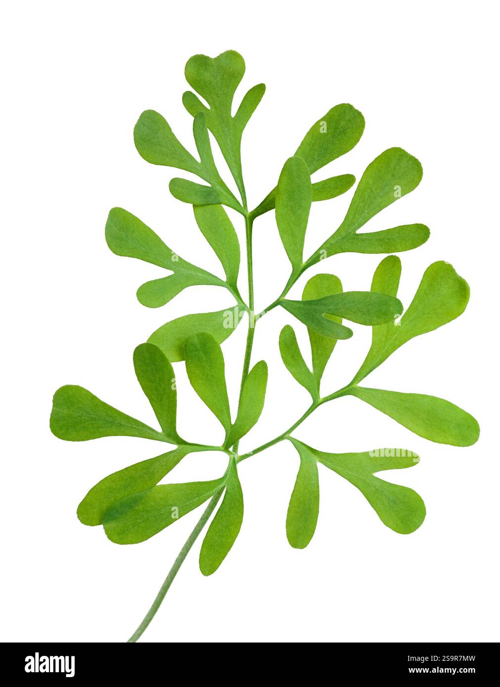 Common rue isolated on white background Stock Photo - Alamy