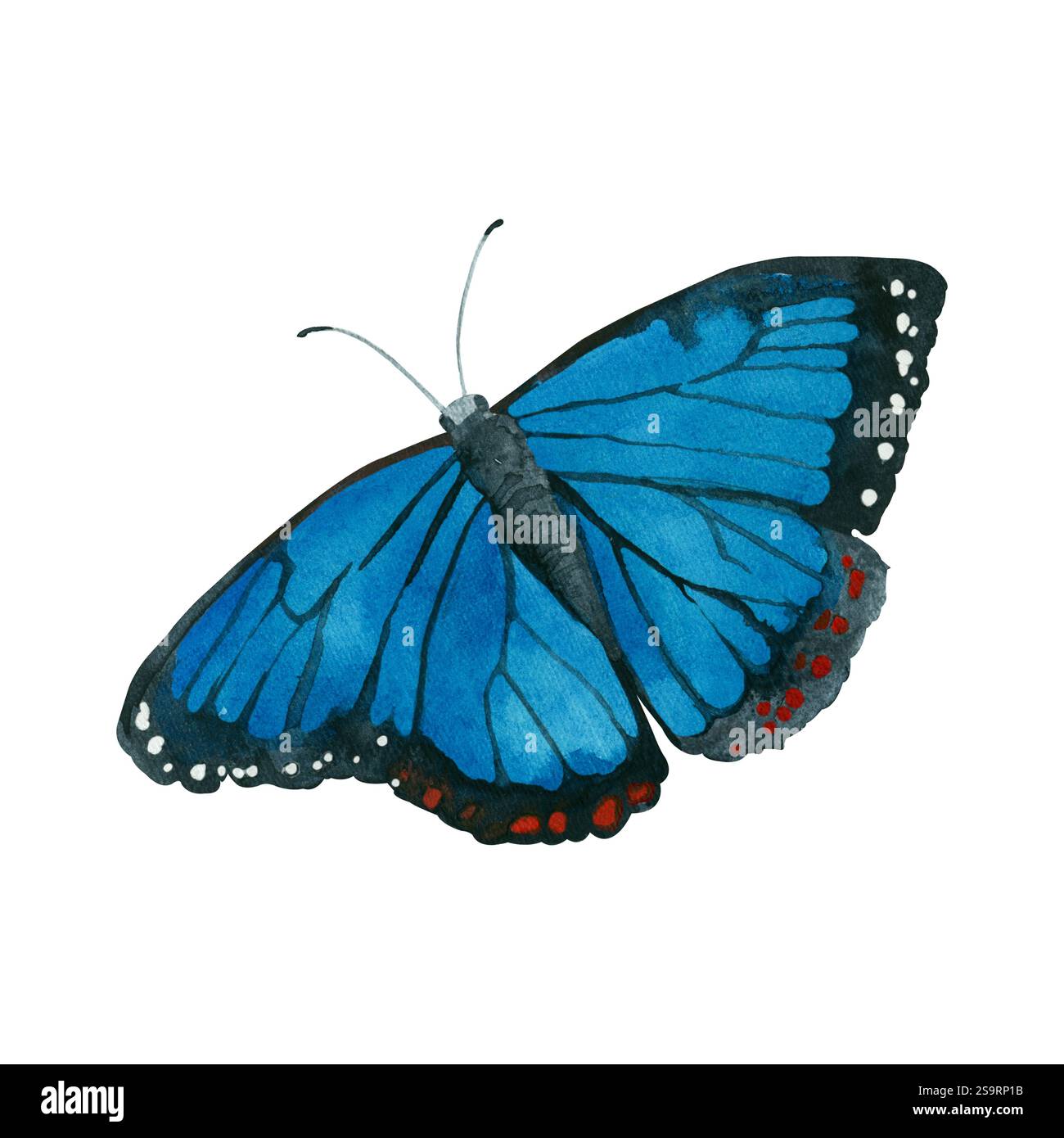 Morpho butterfly in bright blue tones, with white and red dots on the wings, hand painted in watercolor. Watercolor illustration. Suitable for cards, Stock Photo