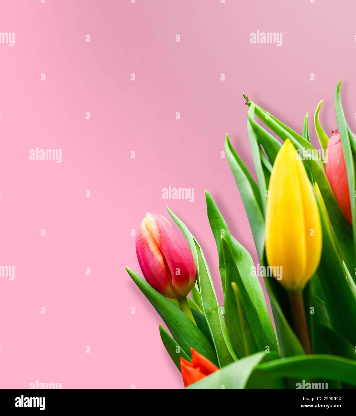 Colorful easter eggs and tulips on a pink background. Stock Photo