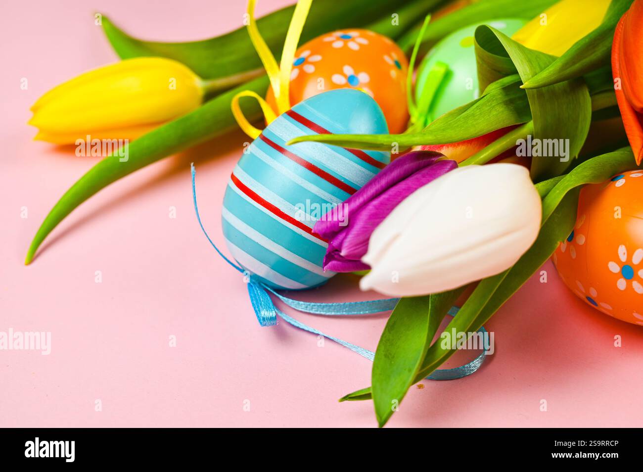 Colorful easter eggs and tulips on a pink background. Stock Photo