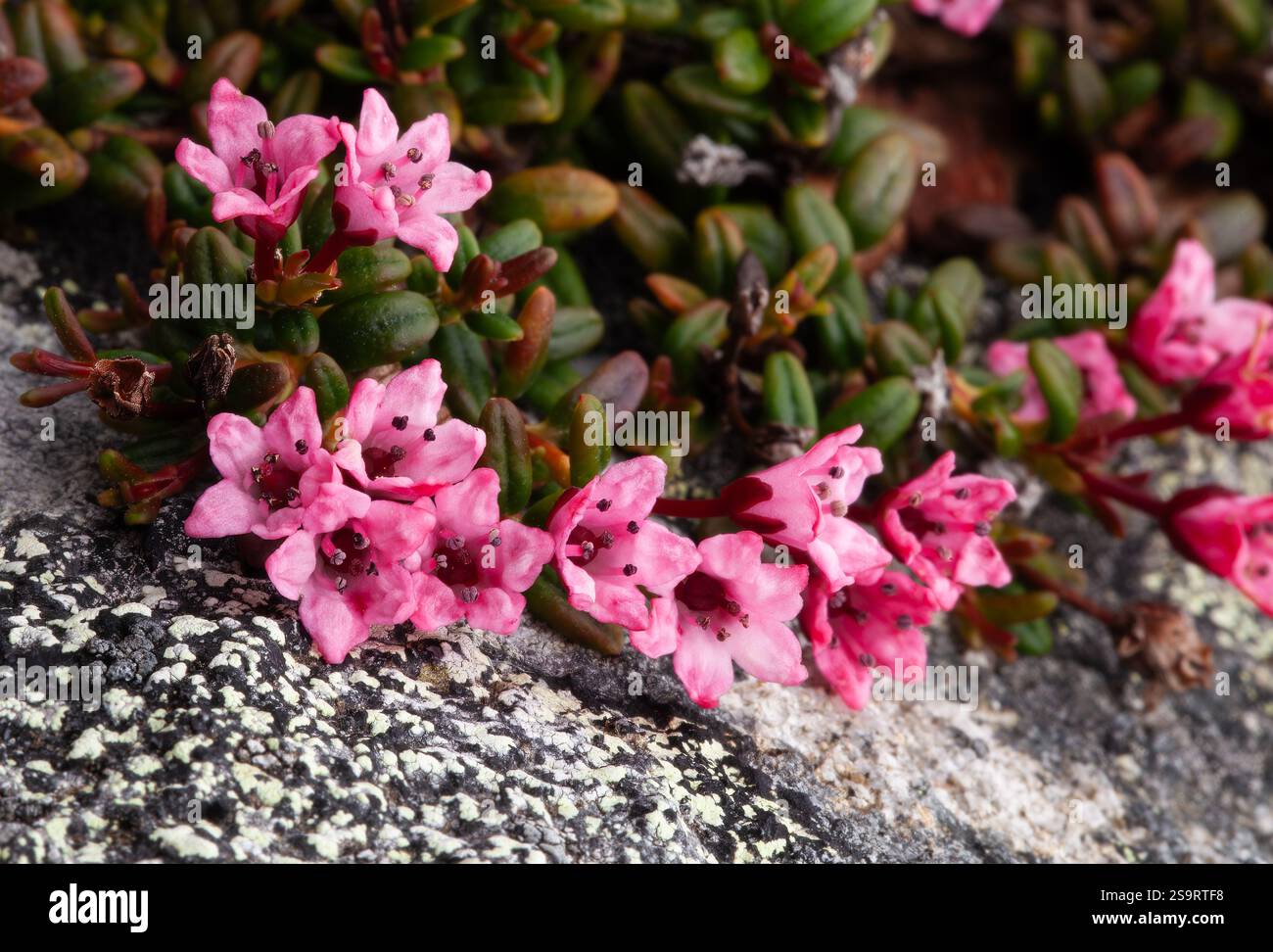 Azalea family hi-res stock photography and images - Alamy