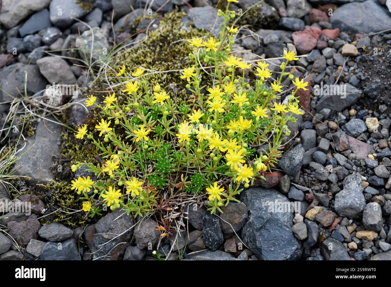 Annual stonecrop (Sedum annuum)  is an annual or biennial plant native to western Europe. This photo was taken in Iceland. Stock Photo
