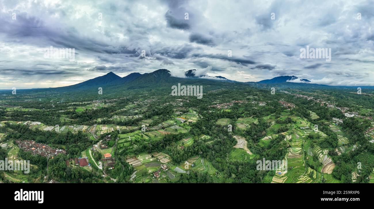 Aerial view of a lush green forest with dense trees and vegetation ...