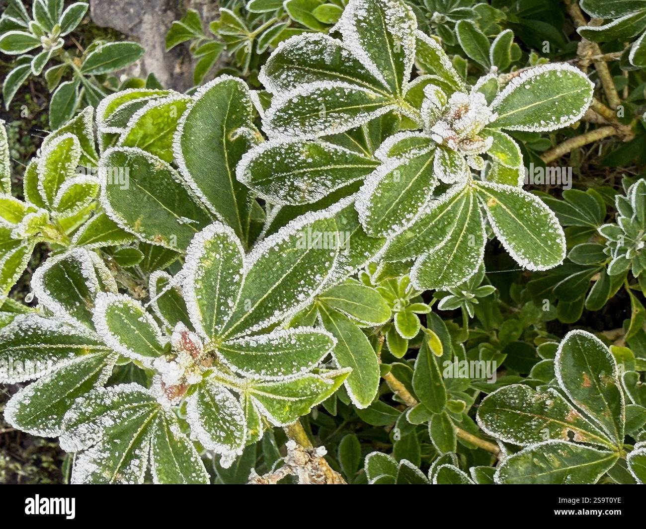 On a cold and frosty morning the garden plants are decorated with an edging of pearly white frost - Smartphone Captured Stock Image