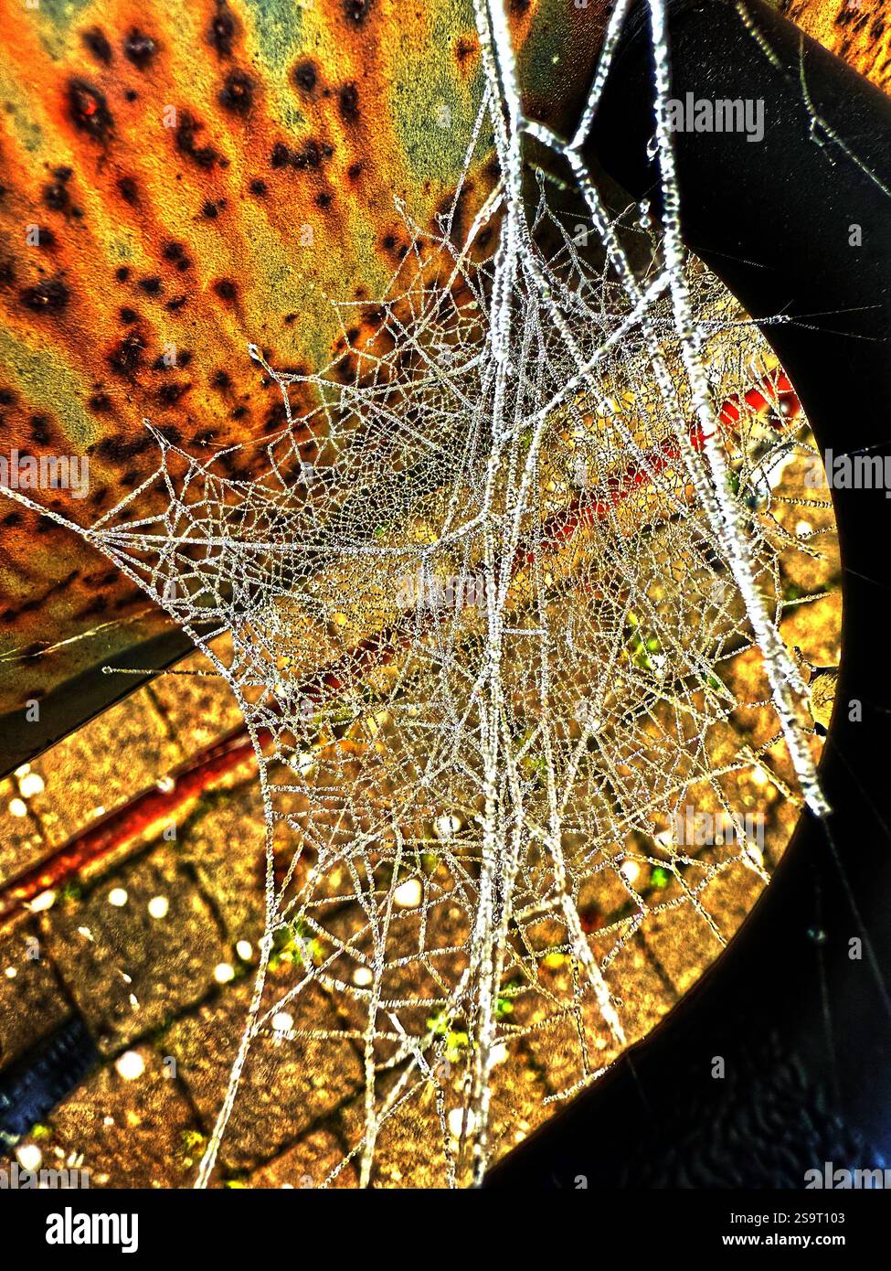 On a cold and frosty morning the intricacies of a spiders cobweb are outlined with ice edging - Smartphone Captured Stock Image