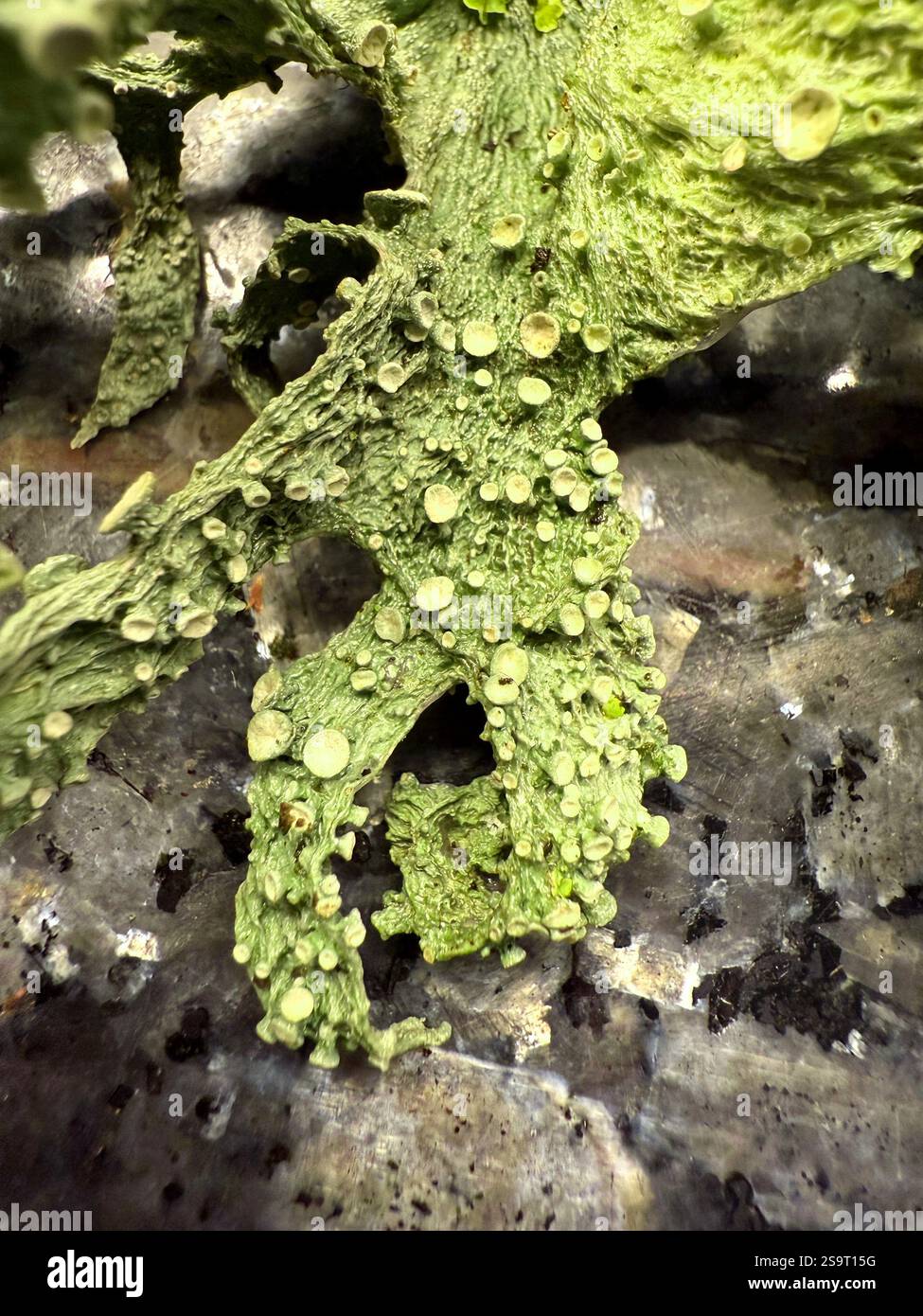 One of the many varieties of lichen to be found in the British Isles - Smartphone Captured Stock Image One of the many varieties of lichen to be found in the British Isles - Smartphone Captured Stock Image