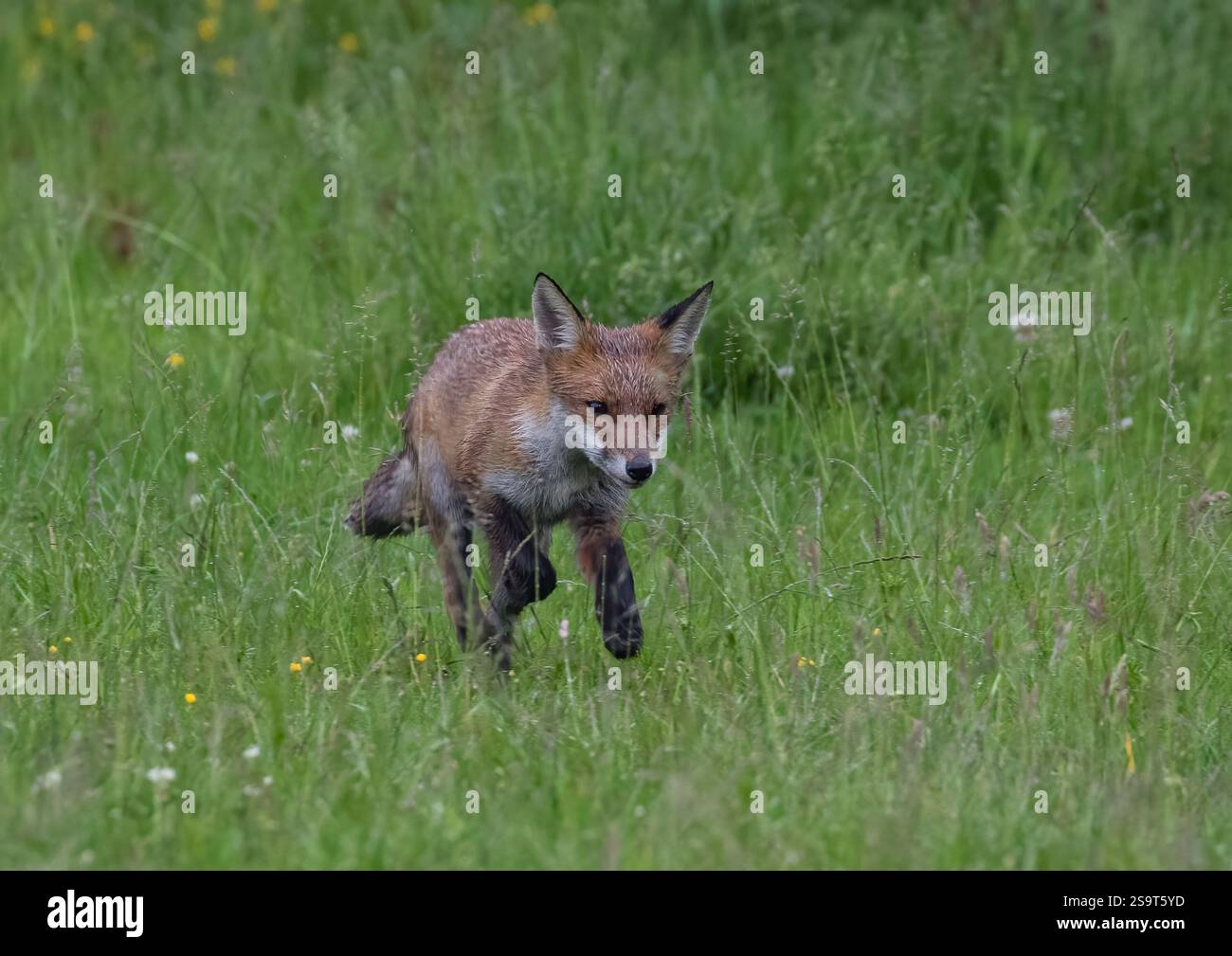 Fox hunted uk running hi-res stock photography and images - Alamy