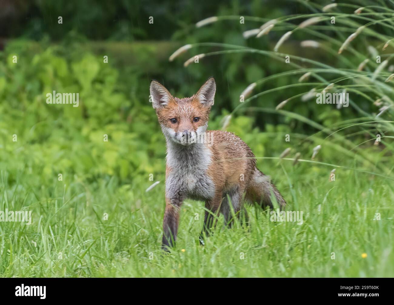 A rather wet young rural fox (Vulpes vulpes) getting very close to the ...