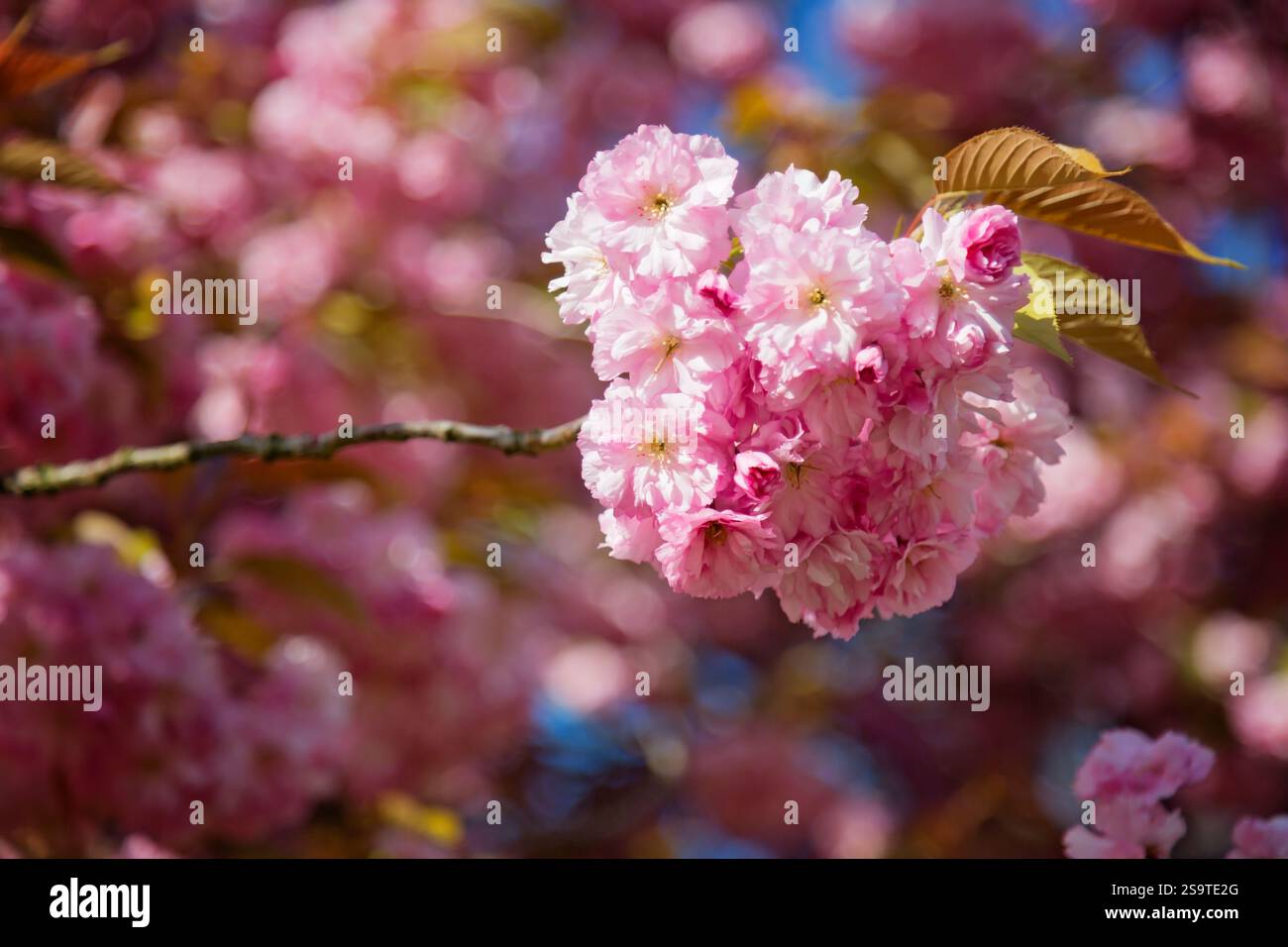 Pink Cherry blossom in spring Stock Photo - Alamy
