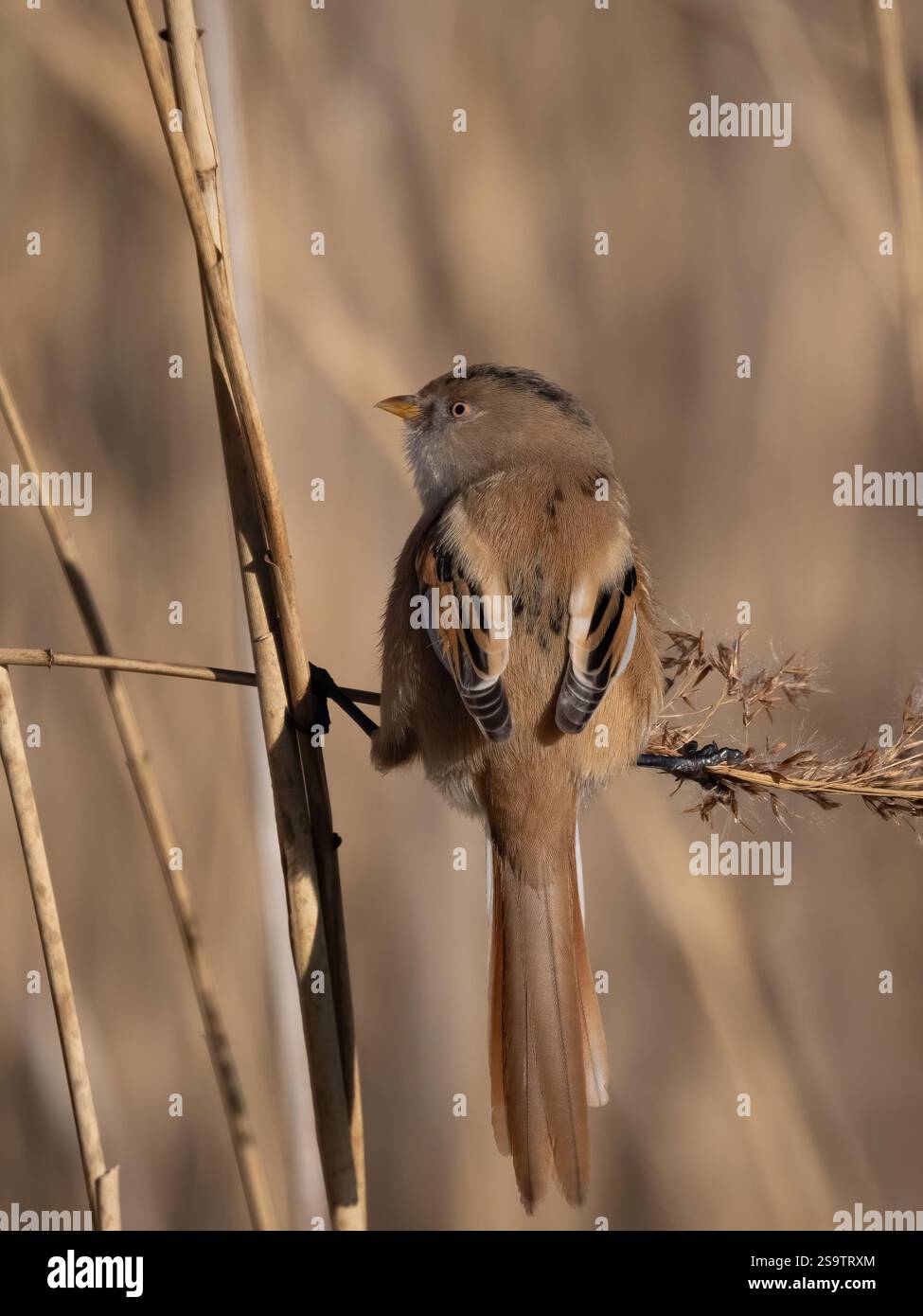 Bearded reedlings hi-res stock photography and images - Alamy