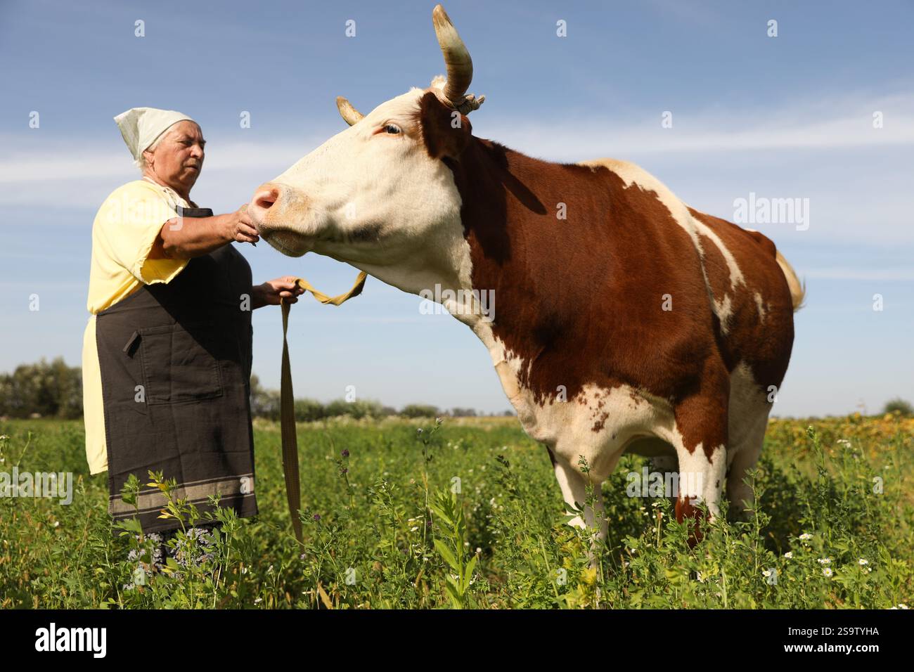 Senior woman with beautiful cow on pasture Stock Photo - Alamy