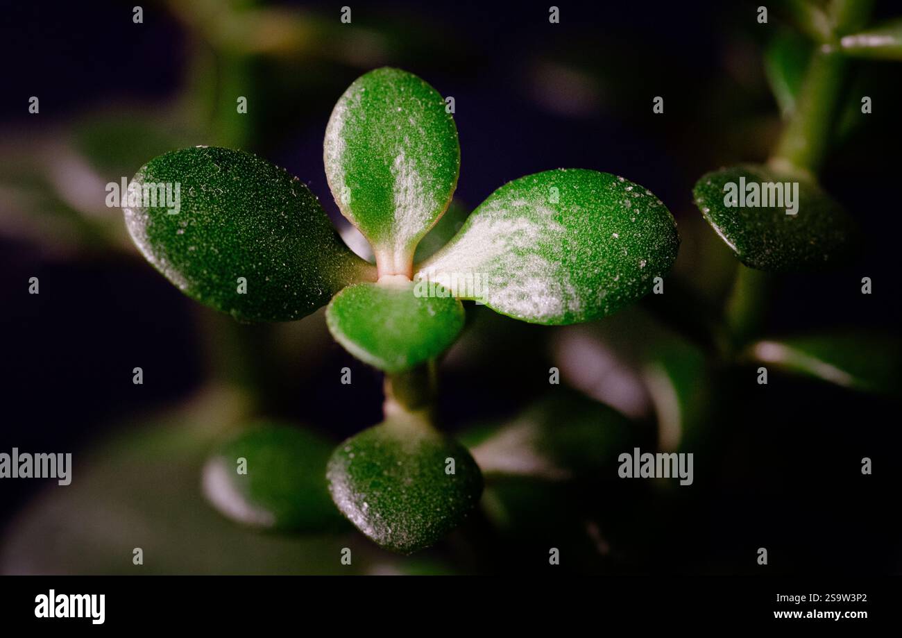 Jade plant leaves hi-res stock photography and images - Alamy