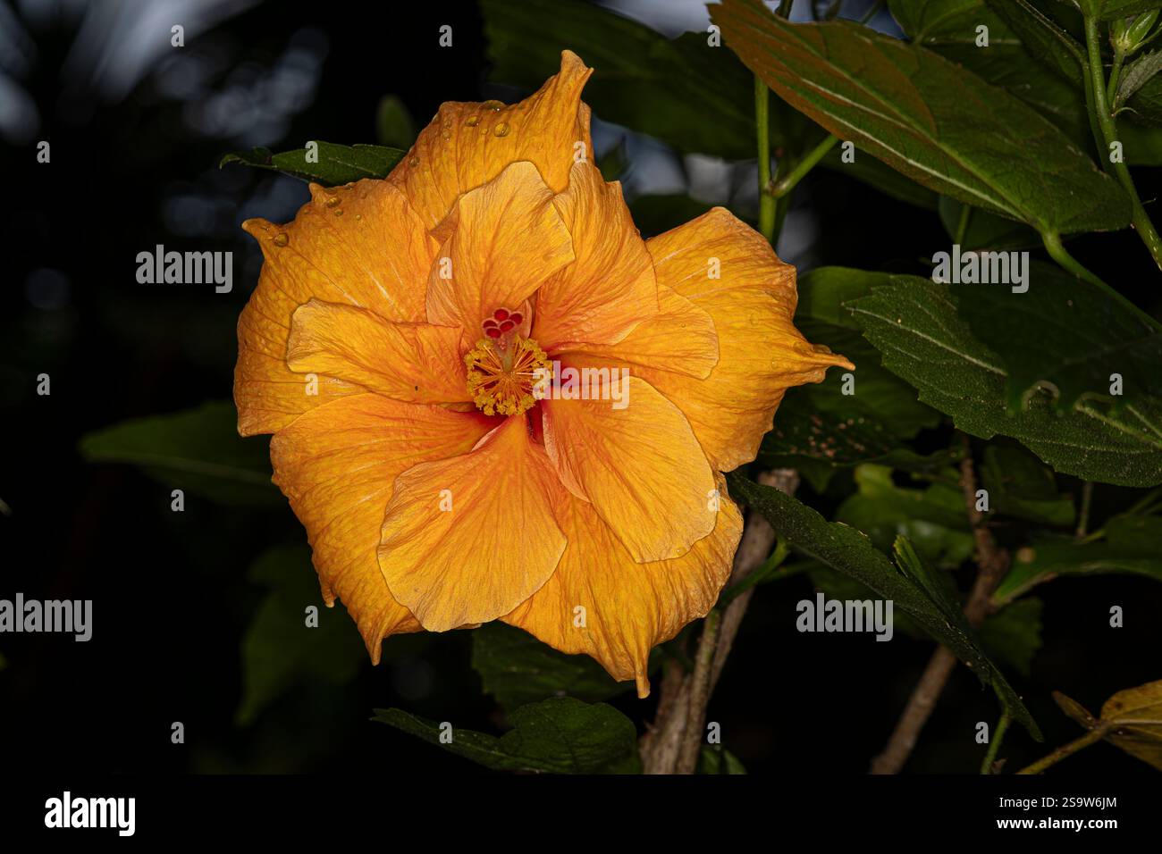 Yellow Hibiscus flower Stock Photo